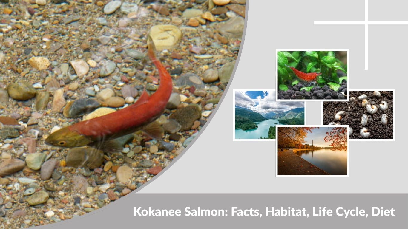 Kokanee Salmon: Facts, Habitat, Life Cycle, Diet and Fishing