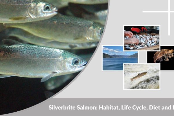 Silverbrite Salmon: Habitat, Life Cycle, Diet and Facts
