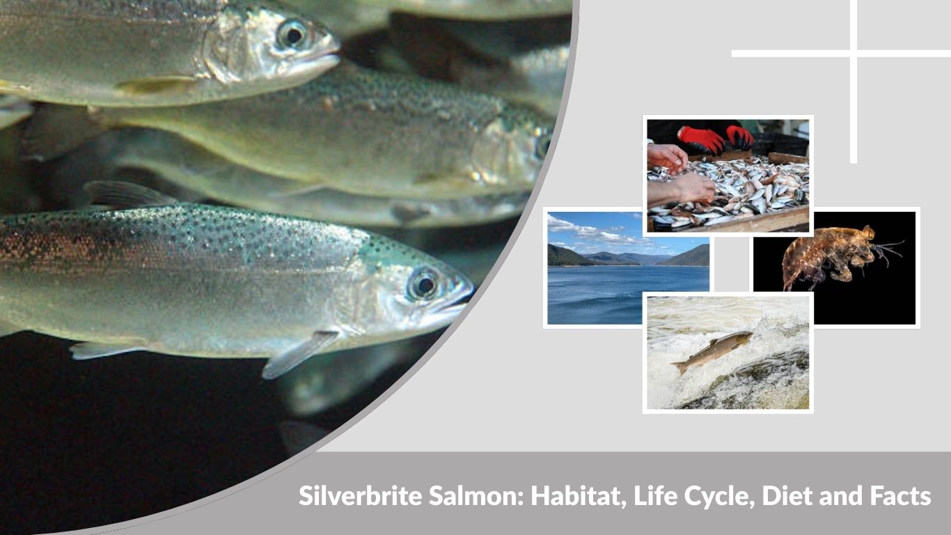 Silverbrite Salmon: Habitat, Life Cycle, Diet and Facts
