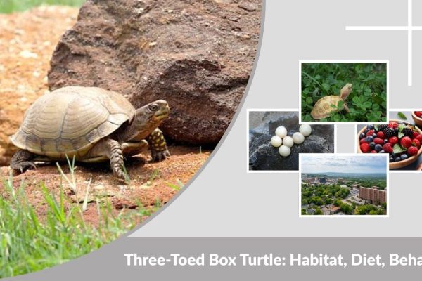 Three-Toed Box Turtle: Habitat, Diet, Behavior, and Conservation