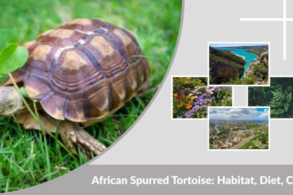 African Spurred Tortoise: Habitat, Diet, Care, Lifespan, and Facts