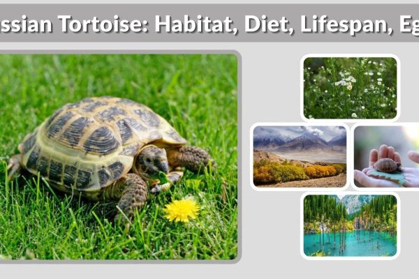 Russian Tortoise: Habitat, Diet, Lifespan, Eggs, and Care Guide