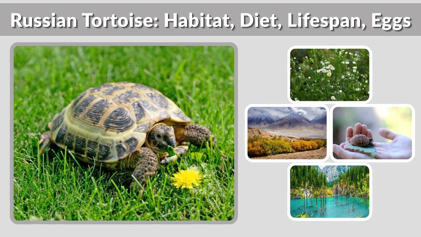 Russian Tortoise: Habitat, Diet, Lifespan, Eggs, and Care Guide