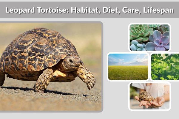 Leopard Tortoise: Habitat, Diet, Care, Lifespan, and Facts