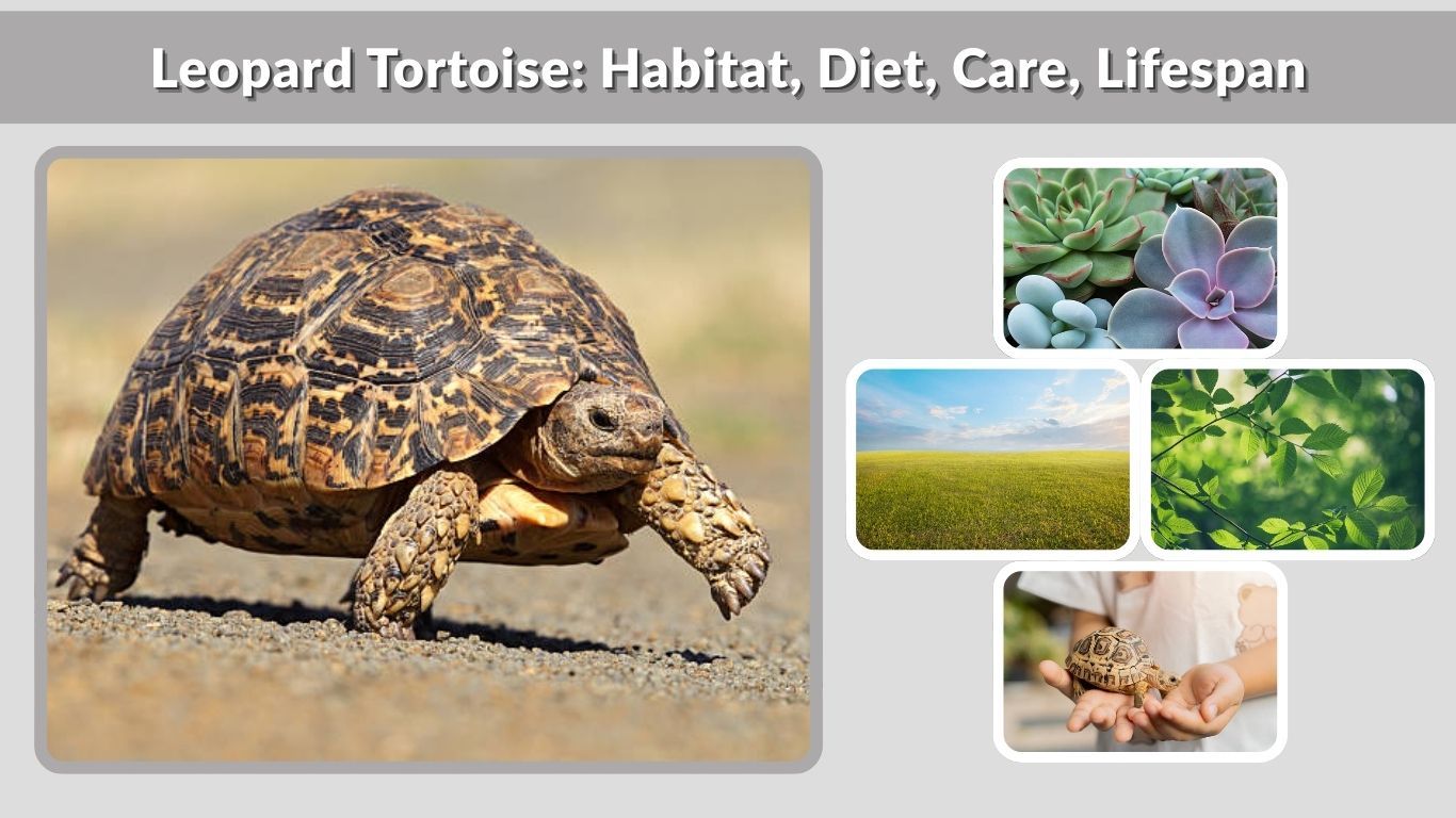 Leopard Tortoise: Habitat, Diet, Care, Lifespan, and Facts