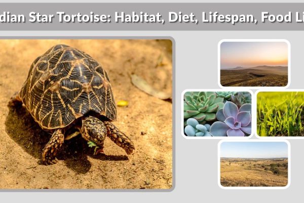 Indian Star Tortoise: Habitat, Diet, Lifespan, Food List, and Facts