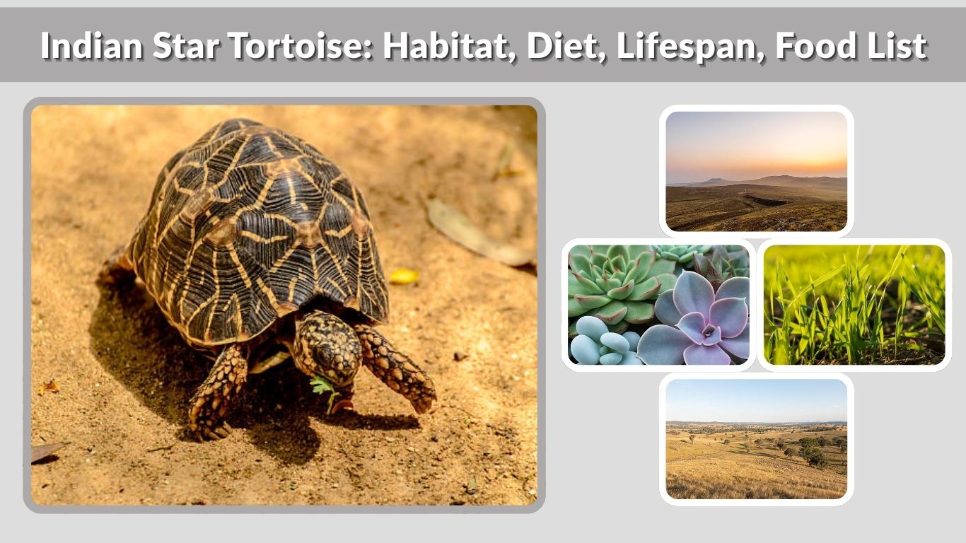 Indian Star Tortoise: Habitat, Diet, Lifespan, Food List, and Facts
