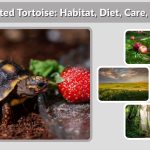 Red-Footed Tortoise: Habitat, Diet, Care, Lifespan, and Facts