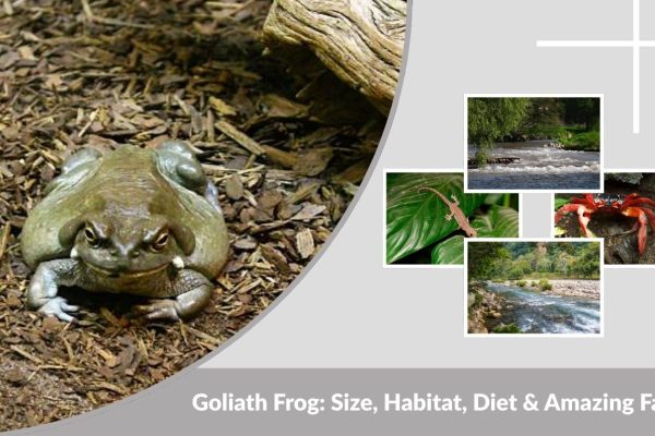 Goliath Frog: Size, Habitat, Diet & Amazing Facts