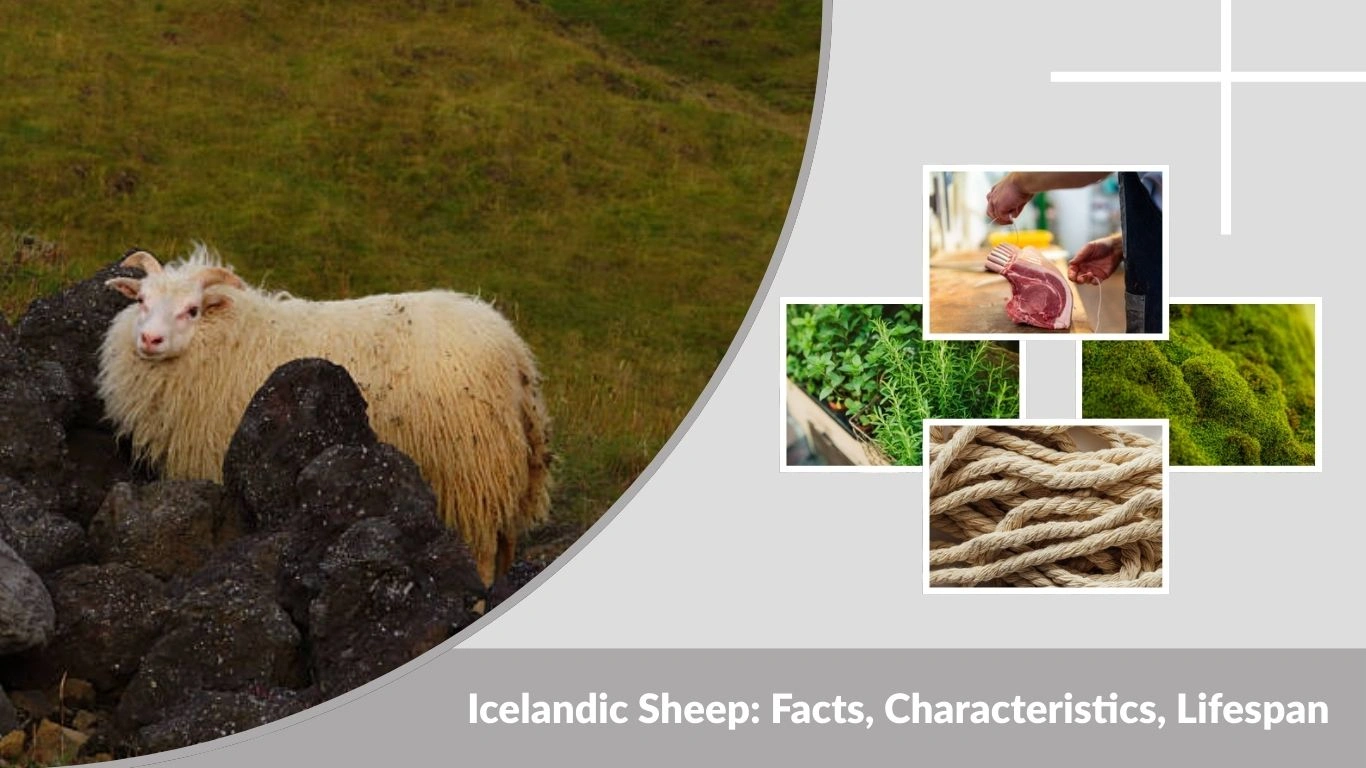 Icelandic Sheep: Facts, Characteristics, Lifespan & Diet