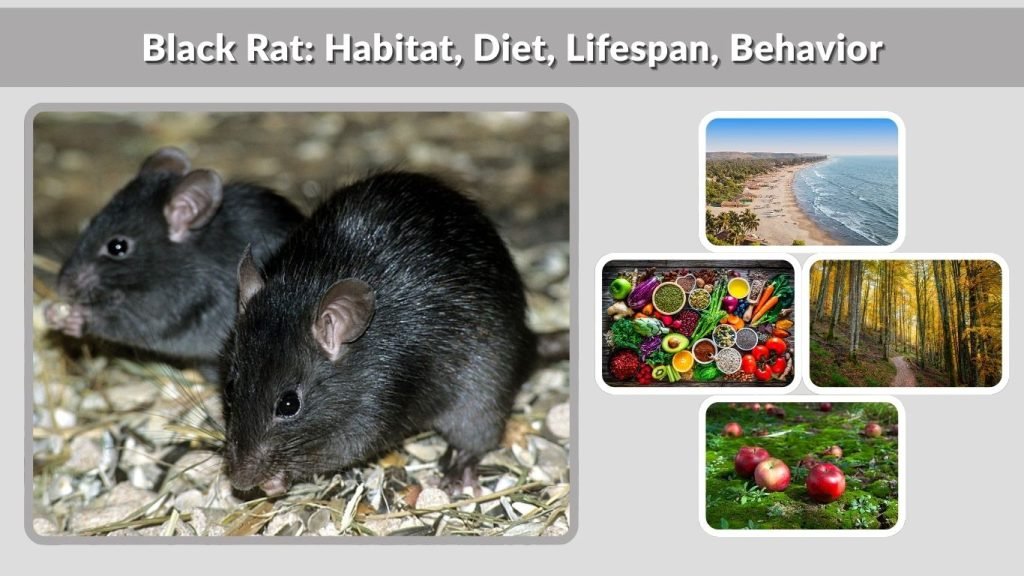 10 Types of Big Rats in the World: Identify by Size