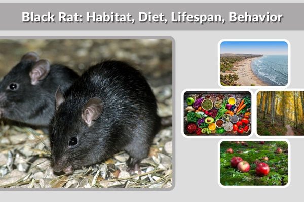 Black Rat: Habitat, Diet, Lifespan, Behavior & Facts