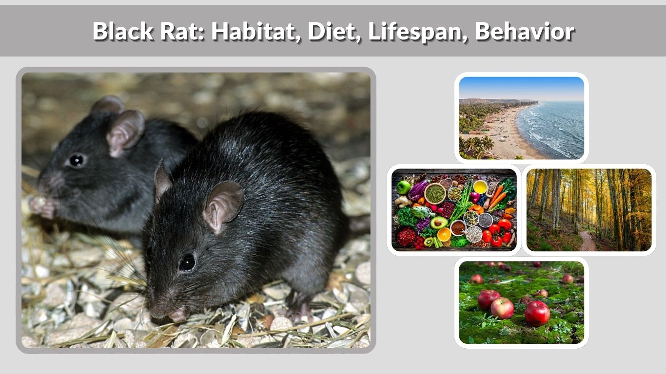 Black Rat: Habitat, Diet, Lifespan, Behavior & Facts
