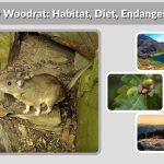 Allegheny Woodrat: Habitat, Diet, Endangered Status, and Facts