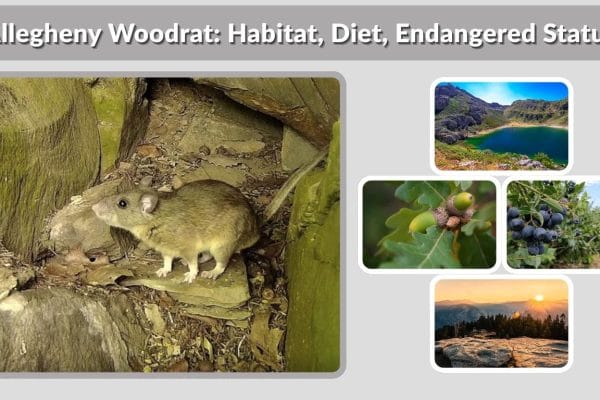 Allegheny Woodrat: Habitat, Diet, Endangered Status, and Facts