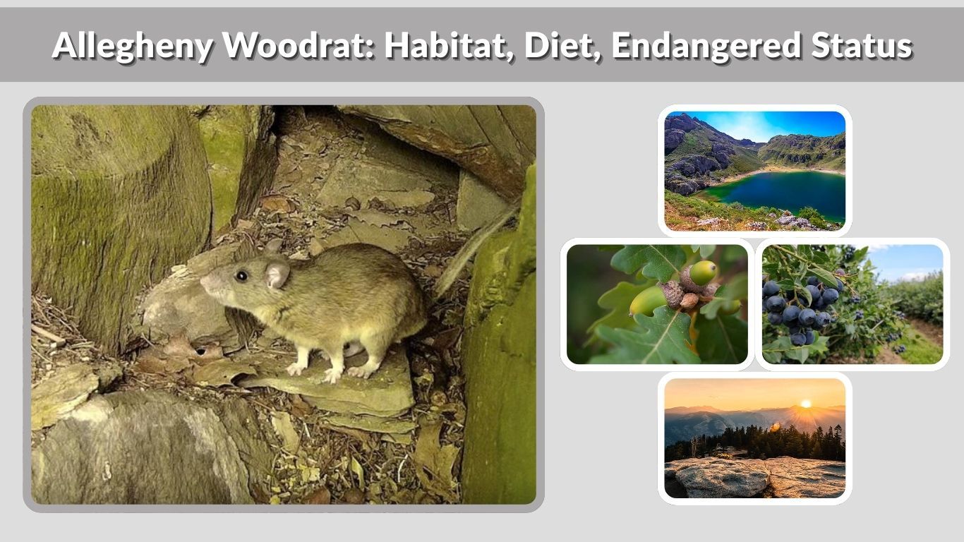 Allegheny Woodrat: Habitat, Diet, Endangered Status, and Facts