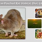 Gambian Pouched Rat: Habitat, Diet, Lifespan & Pet Care