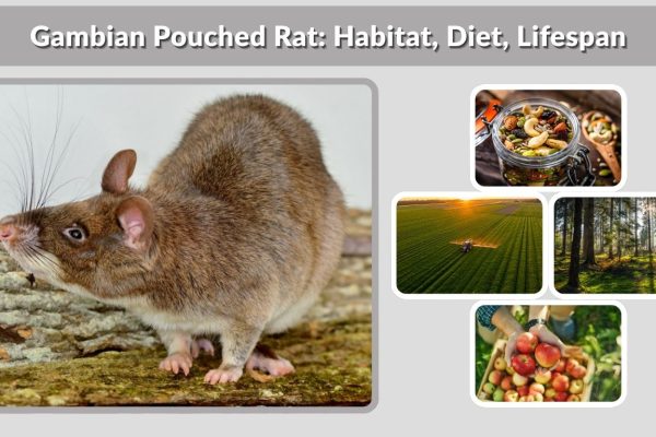 Gambian Pouched Rat: Habitat, Diet, Lifespan & Pet Care