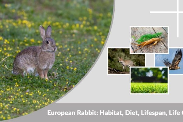 European Rabbit: Habitat, Diet, Lifespan, Life Cycle & Facts