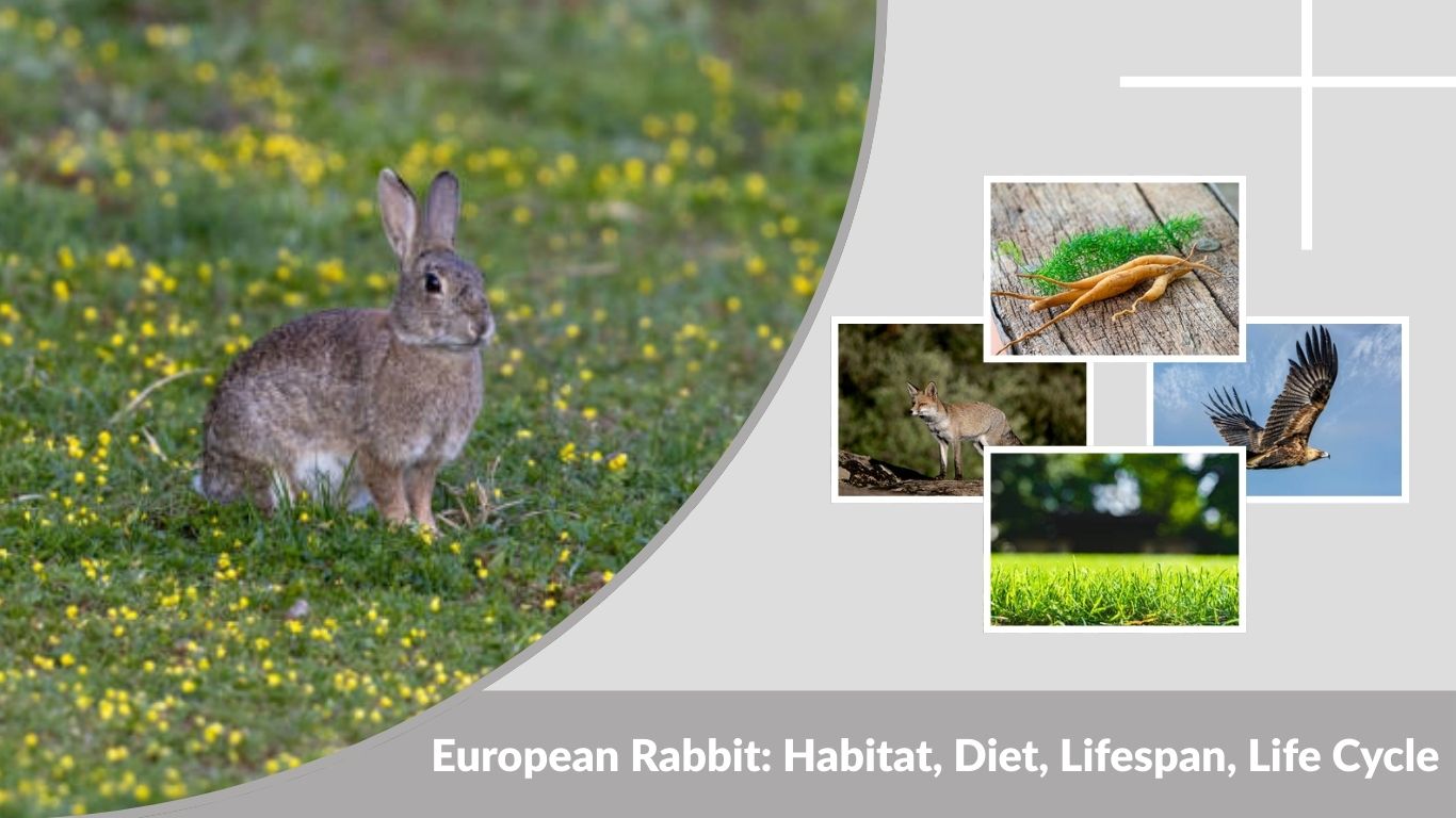 European Rabbit: Habitat, Diet, Lifespan, Life Cycle & Facts