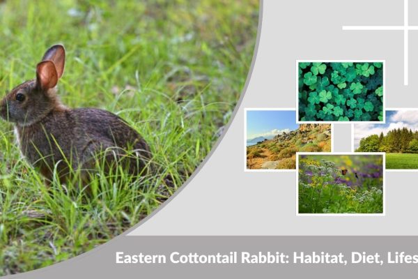 Eastern Cottontail Rabbit: Habitat, Diet, Lifespan, and Facts