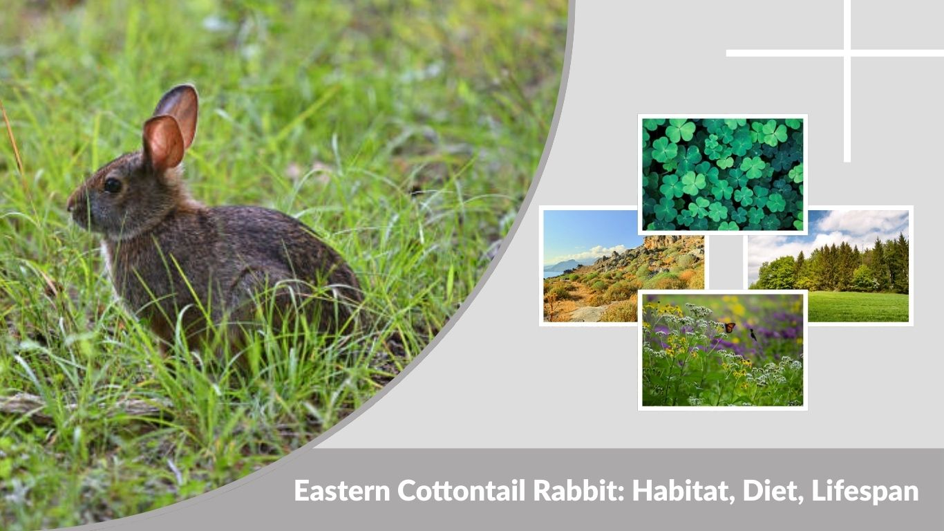 Eastern Cottontail Rabbit: Habitat, Diet, Lifespan, and Facts