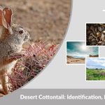 Desert Cottontail: Identification, Habitat, Diet & Facts