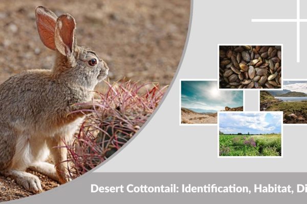 Desert Cottontail: Identification, Habitat, Diet & Facts