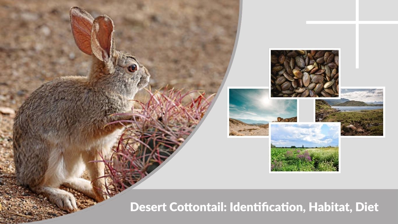 Desert Cottontail: Identification, Habitat, Diet & Facts