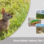 Brush Rabbit: Habitat, Diet, Lifespan, and Interesting Facts