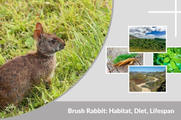 Brush Rabbit: Habitat, Diet, Lifespan, and Interesting Facts