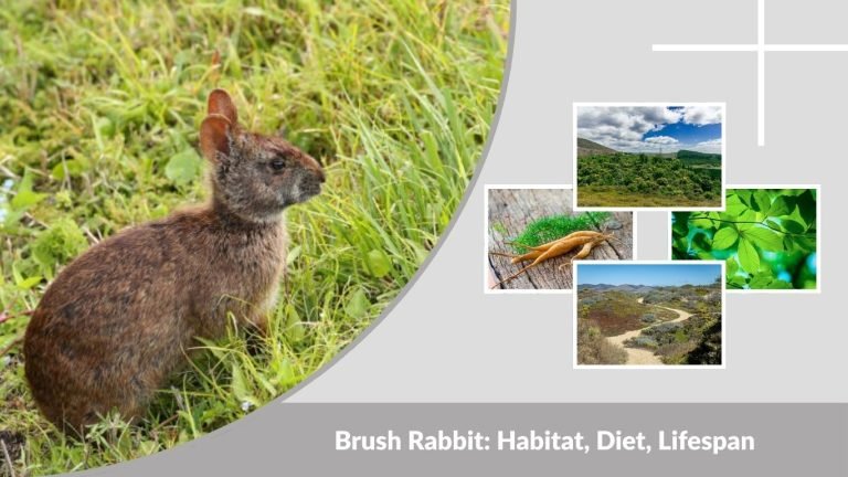 Brush Rabbit: Habitat, Diet, Lifespan, and Interesting Facts