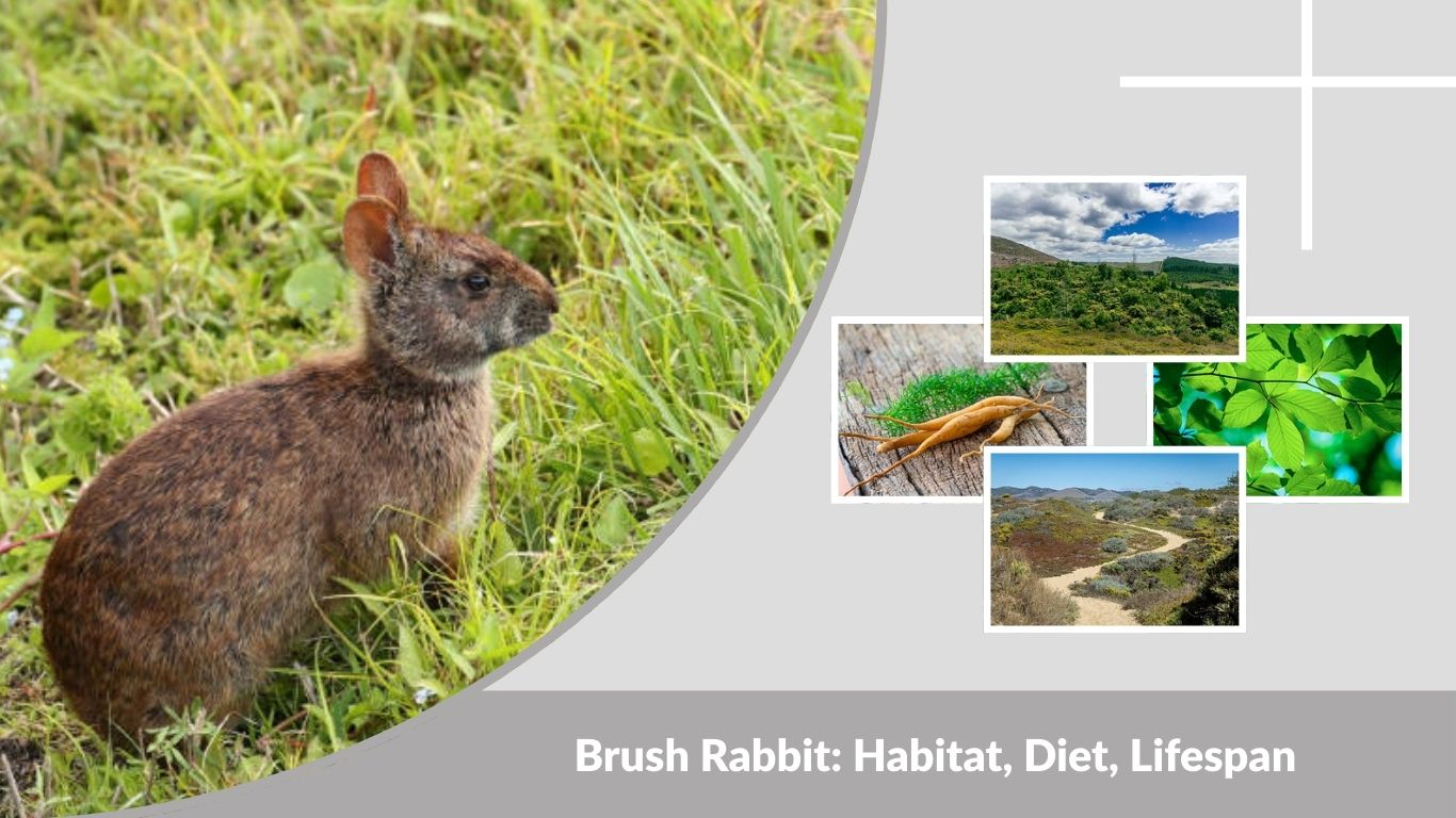 Brush Rabbit: Habitat, Diet, Lifespan, and Interesting Facts