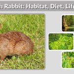 Marsh Rabbit: Habitat, Diet, Lifespan, and Interesting Facts