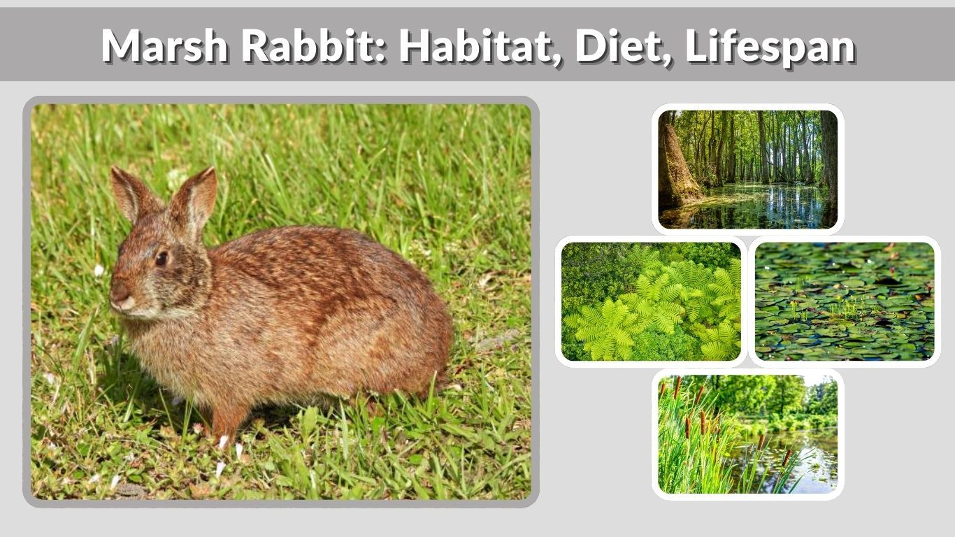 Marsh Rabbit: Habitat, Diet, Lifespan, and Interesting Facts