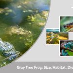 Gray Tree Frog: Size, Habitat, Diet & Lifecycle