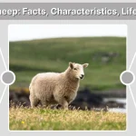 Shetland Sheep: Facts, Characteristics, Lifespan, Wool & Care Guide