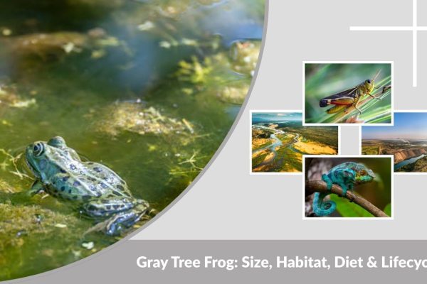 Gray Tree Frog: Size, Habitat, Diet & Lifecycle
