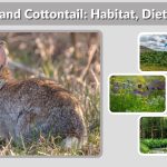 New England Cottontail: Habitat, Diet, Lifespan, and Facts