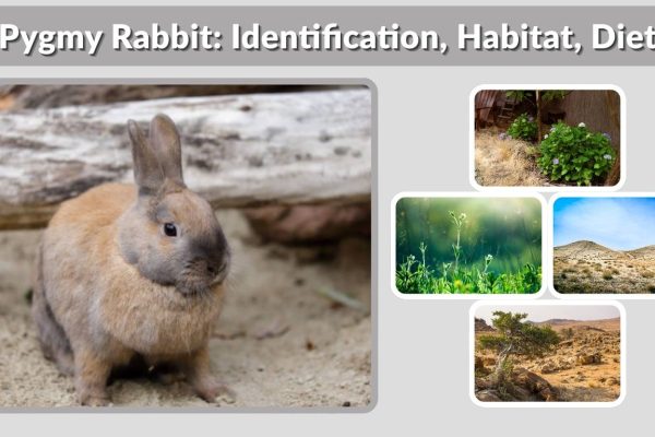 Pygmy Rabbit: Identification, Habitat, Diet, and Life Cycle