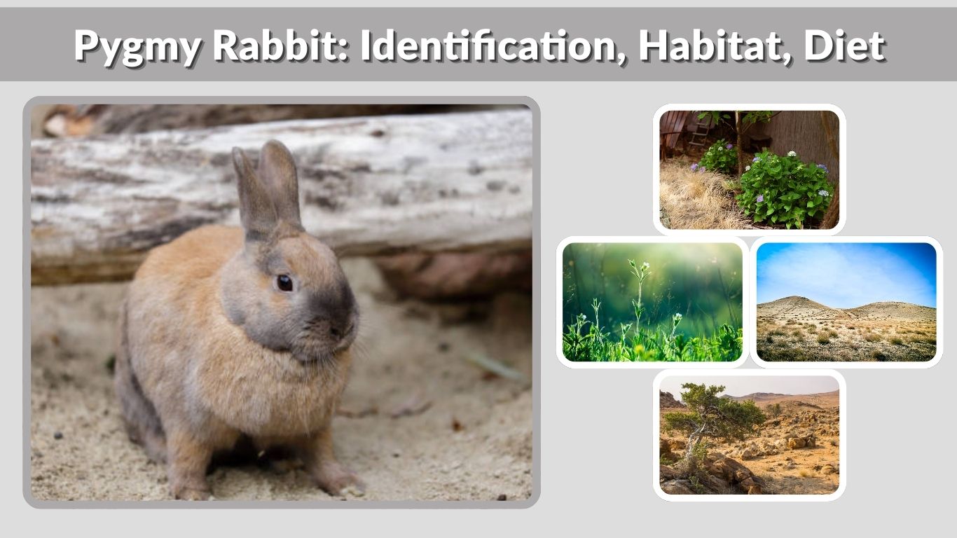 Pygmy Rabbit: Identification, Habitat, Diet, and Life Cycle