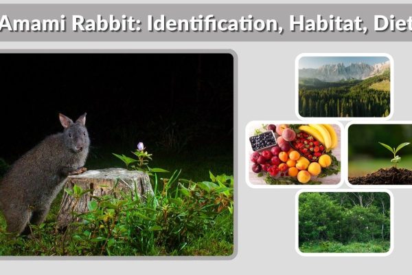 Amami Rabbit: Identification, Habitat, Diet, and Life Cycle