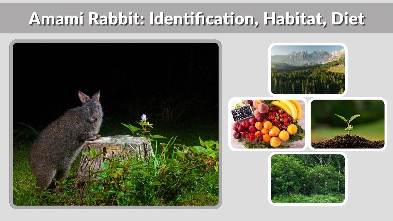 Amami Rabbit: Identification, Habitat, Diet, and Life Cycle