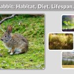 Volcano Rabbit: Habitat, Diet, Lifespan, and Facts