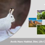 Arctic Hare: Habitat, Diet, Life Cycle, and Facts