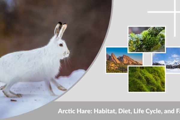 Arctic Hare: Habitat, Diet, Life Cycle, and Facts