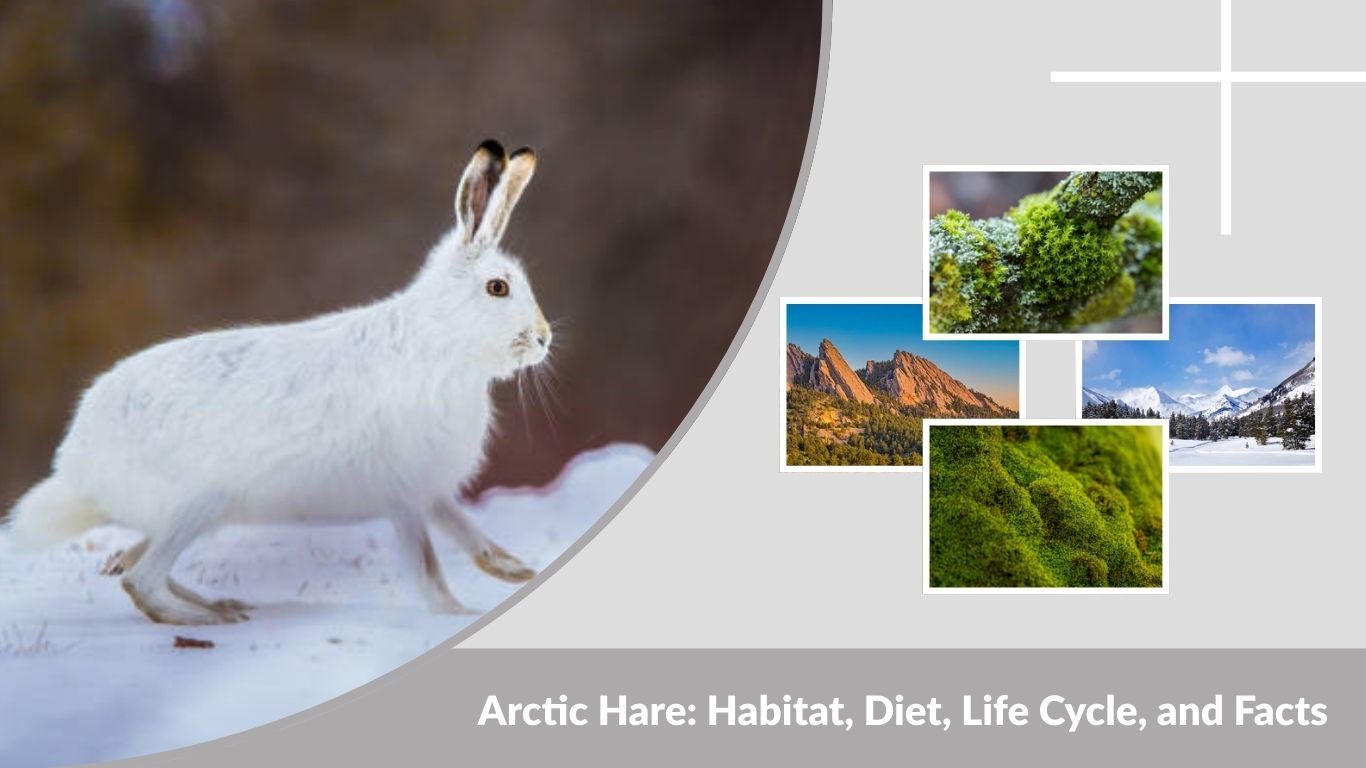 Arctic Hare: Habitat, Diet, Life Cycle, and Facts