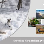 Snowshoe Hare: Habitat, Diet, Life Cycle, and Interesting Facts