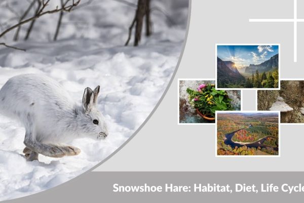 Snowshoe Hare: Habitat, Diet, Life Cycle, and Interesting Facts