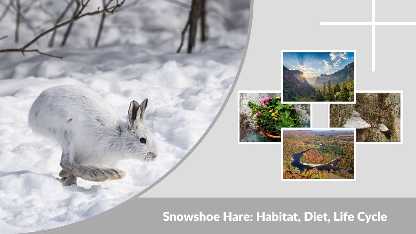 Snowshoe Hare: Habitat, Diet, Life Cycle, and Interesting Facts